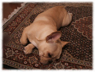 �t�����`�u���h�b�O�i�t���u���j�摜