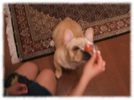 �t�����`�u���h�b�O�i�t���u���j�摜