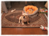 �t�����`�u���h�b�O�i�t���u���j�摜