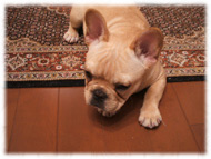 �t�����`�u���h�b�O�i�t���u���j�摜