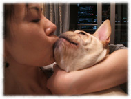 �t�����`�u���h�b�O�i�t���u���j�摜