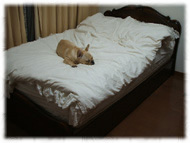 �t�����`�u���h�b�O�i�t���u���j�摜