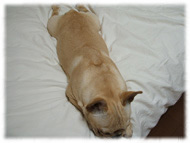 �t�����`�u���h�b�O�i�t���u���j�摜