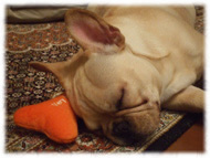 �t�����`�u���h�b�O�i�t���u���j�摜