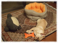 �t�����`�u���h�b�O�i�t���u���j�摜