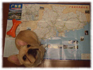 �t�����`�u���h�b�O�i�t���u���j�摜