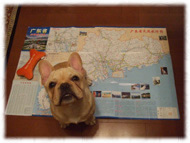 �t�����`�u���h�b�O�i�t���u���j�摜