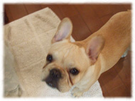 �t�����`�u���h�b�O�i�t���u���j�摜