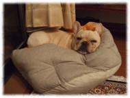 �t�����`�u���h�b�O�i�t���u���j�摜