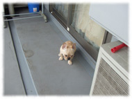 �t�����`�u���h�b�O�i�t���u���j�摜