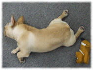 �t�����`�u���h�b�O�i�t���u���j�摜