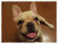 �t�����`�u���h�b�O�i�t���u���j�摜