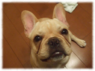 �t�����`�u���h�b�O�i�t���u���j�摜