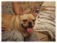 �t�����`�u���h�b�O�i�t���u���j�摜