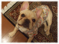 �t�����`�u���h�b�O�i�t���u���j�摜