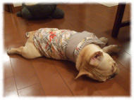 �t�����`�u���h�b�O�i�t���u���j�摜