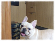 �t�����`�u���h�b�O�i�t���u���j�摜