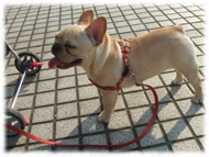 �t�����`�u���h�b�O�i�t���u���j�摜