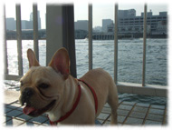 �t�����`�u���h�b�O�i�t���u���j�摜