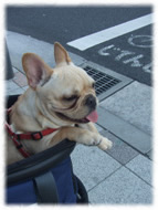 �t�����`�u���h�b�O�i�t���u���j�摜