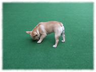 �t�����`�u���h�b�O�i�t���u���j�摜