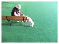 �t�����`�u���h�b�O�i�t���u���j�摜