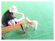 �t�����`�u���h�b�O�i�t���u���j�摜