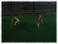 �t�����`�u���h�b�O�i�t���u���j�摜