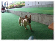 �t�����`�u���h�b�O�i�t���u���j�摜