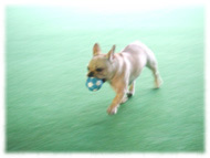 �t�����`�u���h�b�O�i�t���u���j�摜