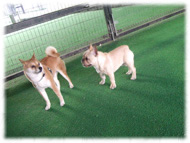 �t�����`�u���h�b�O�i�t���u���j�摜