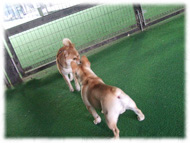 �t�����`�u���h�b�O�i�t���u���j�摜