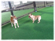 �t�����`�u���h�b�O�i�t���u���j�摜