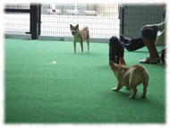 �t�����`�u���h�b�O�i�t���u���j�摜