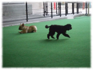 �t�����`�u���h�b�O�i�t���u���j�摜