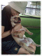 �t�����`�u���h�b�O�i�t���u���j�摜