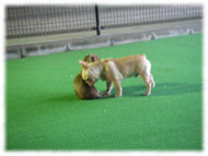 �t�����`�u���h�b�O�i�t���u���j�摜