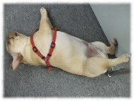 �t�����`�u���h�b�O�i�t���u���j�摜