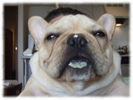 �t�����`�u���h�b�O�i�t���u���j�摜