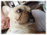 �t�����`�u���h�b�O�i�t���u���j�摜