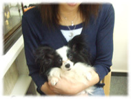 �t�����`�u���h�b�O�i�t���u���j�摜