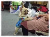 �t�����`�u���h�b�O�i�t���u���j�摜