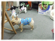 �t�����`�u���h�b�O�i�t���u���j�摜