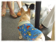 �t�����`�u���h�b�O�i�t���u���j�摜