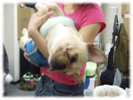 �t�����`�u���h�b�O�i�t���u���j�摜