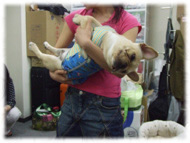 �t�����`�u���h�b�O�i�t���u���j�摜