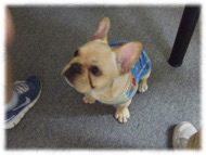 �t�����`�u���h�b�O�i�t���u���j�摜