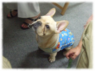 �t�����`�u���h�b�O�i�t���u���j�摜