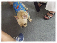 �t�����`�u���h�b�O�i�t���u���j�摜