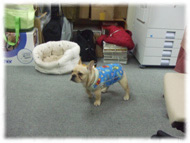 �t�����`�u���h�b�O�i�t���u���j�摜